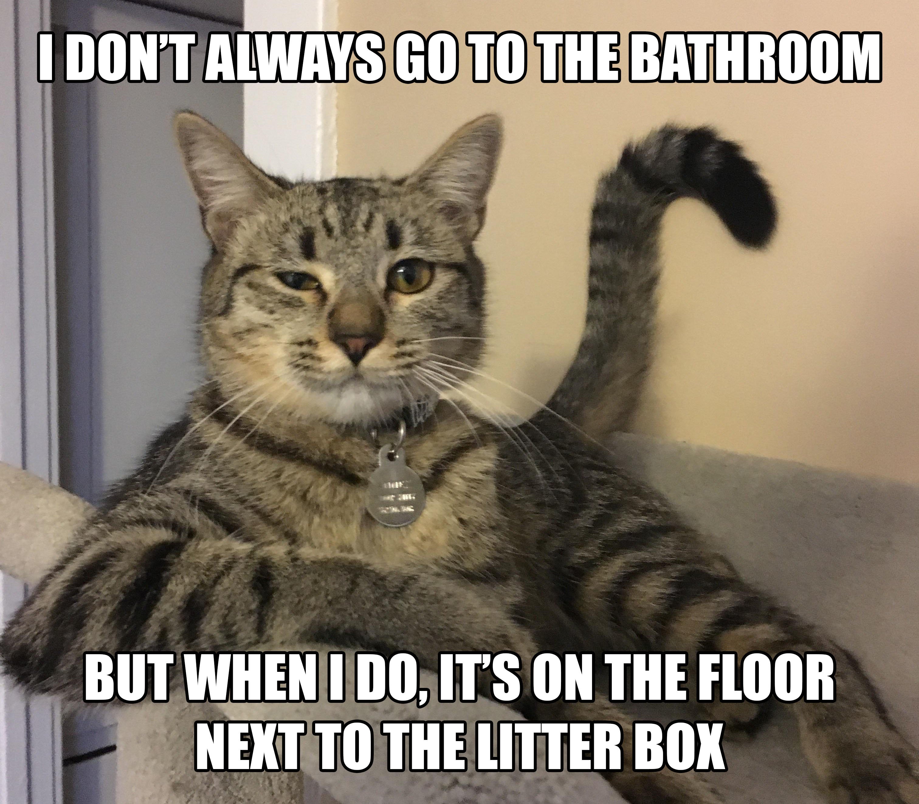 Cat Not Using Its Litter Box? Tips for Solving Litter Box Problems